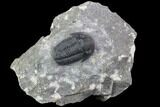 Nice, Gerastos Trilobite Fossil - Morocco #87569-1